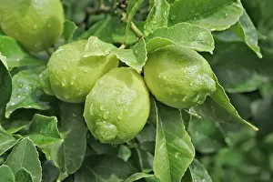Lemons: Lemons growing on tree