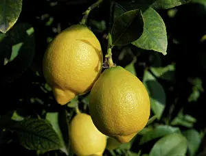 Lemon: Lemons on the tree