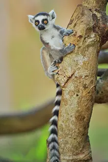 Catta: Lemur catta Lemuridae