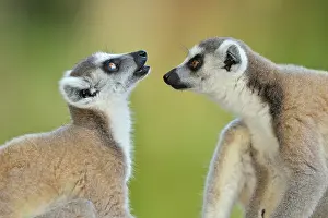 Catta: Lemur catta Lemuridae
