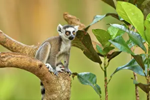 Catta: Lemur catta Lemuridae