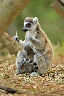 Catta: Lemur catta Lemuridae