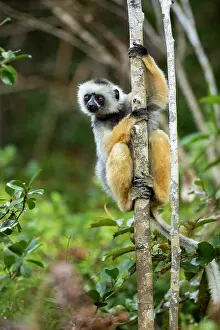 Propithecus: Lemur / Diademed Sifaka - Vakona Forest Lodge, Andasibe, Mad
