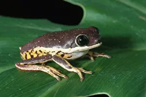 Waxy: Lemur Frog