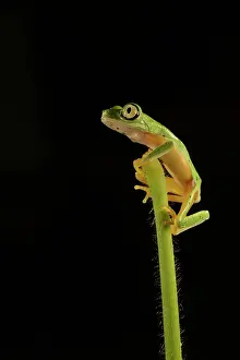Lemur Leaf Frog