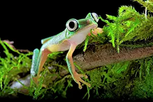 Hylomantis: Lemur Leaf-frog (Agalychnis lemur) on black background
