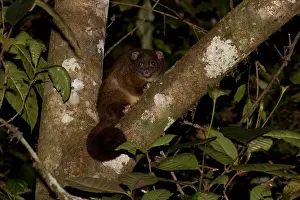 Tableland: Lemuroid Ringtail Possum - At Mount Hypipamee National