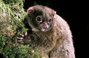 Ringtail: Lemuroid RIngtail Possum - rainforest