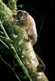 Ringtail: Lemuroid RIngtail Possum - rainforest