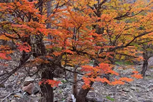Pumilio: Lenga Beech Trees - in autumn - brightly red and