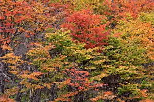 Pumilio: Lenga Beech Trees - forest in autumn - brightly