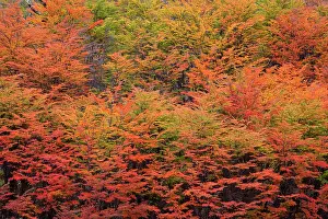 Pumilio: Lenga Beech Trees - forest in autumn - brightly