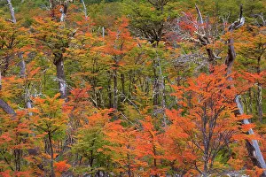 Pumilio: Lenga Beech Trees - forest in autumn - brightly