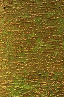 Guyane: Very lenticels on the bark of a tree