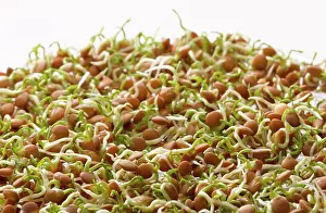Lentil: Lentil