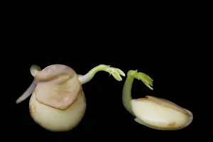 Lentil: Lentil