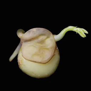 Unfolding: Lentil