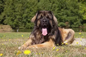 Leonberger: Leonberger dog outdoors