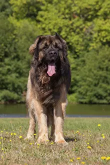 Leonberger: Leonberger dog outdoors