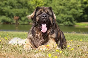 Leonberger: Leonberger dog outdoors