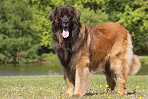 Leonberger: Leonberger dog outdoors