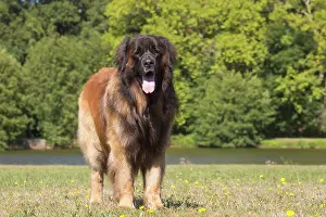 Leonberger: Leonberger dog outdoors