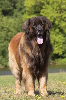 Leonberger: Leonberger dog outdoors