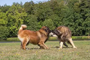 Leonberger: Leonberger dog outdoors