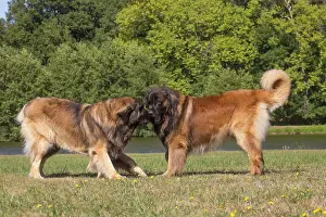 Leonberger: Leonberger dog outdoors