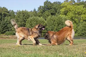 Leonberger: Leonberger dog outdoors