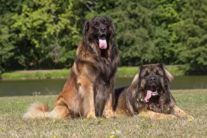 Leonberger: Leonberger dog outdoors