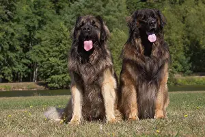 Leonberger: Leonberger dog outdoors
