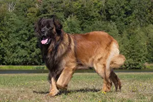 Leonberger: Leonberger dog outdoors