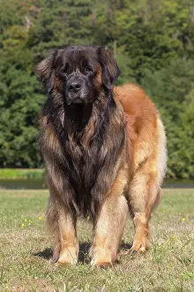 Leonberger: Leonberger dog outdoors