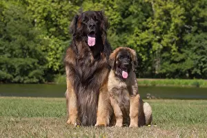 Leonberger: Leonberger dog outdoors