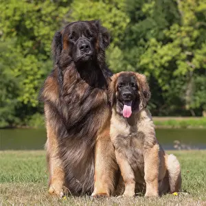 Leonberger: Leonberger dog outdoors