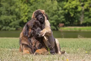Fathers: Leonberger dog outdoors