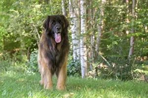 Leonberger: Leonberger dog outdoors