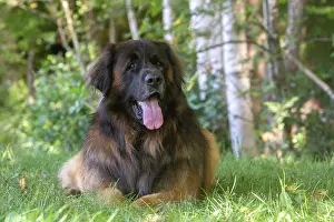 Leonberger: Leonberger dog outdoors