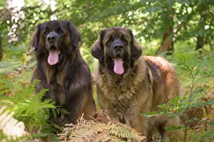 Leonberger: Leonberger dog outdoors