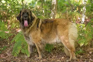 Leonberger: Leonberger dog outdoors