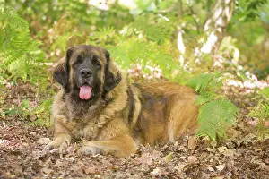 Leonberger: Leonberger dog outdoors