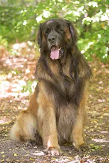 Leonberger: Leonberger dog outdoors