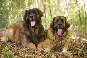 Leonberger: Leonberger dog outdoors
