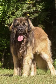 Leonberger: Leonberger dog outdoors