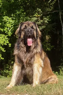 Leonberger: Leonberger dog outdoors
