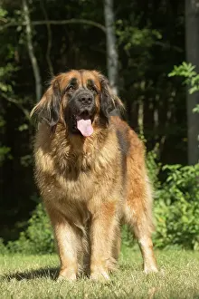 Leonberger: Leonberger dog outdoors
