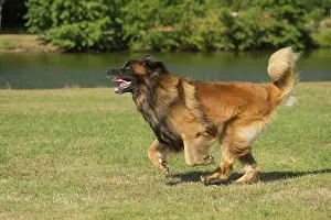 Leonberger: Leonberger dog outdoors