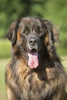 Leonberger: Leonberger dog outdoors