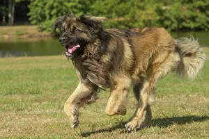 Leonberger: Leonberger dog outdoors